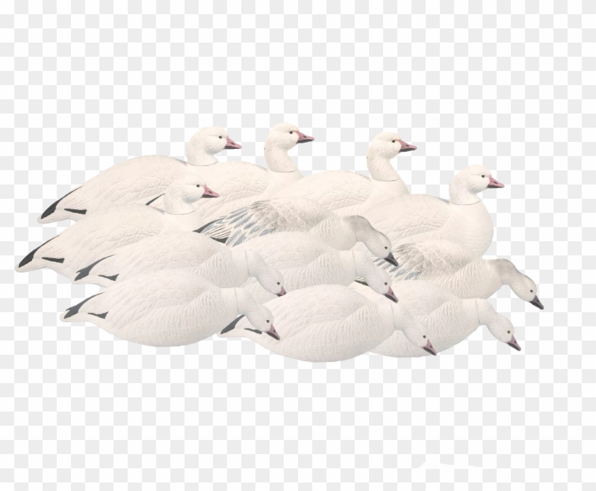 Free Free 302 Snow Goose Svg SVG PNG EPS DXF File