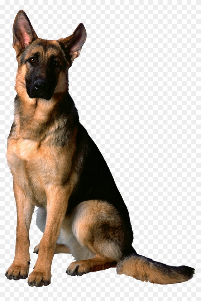 german shepherd dog png