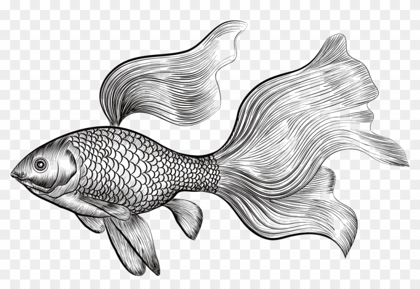 Koi Fish Drawing Tutorial  How to draw Koi Fish step by step