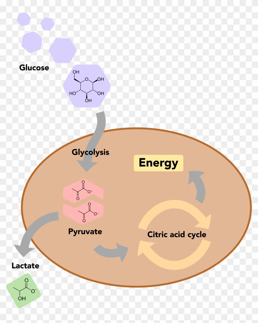 Glucose In Cell Culture , Glucose metabolism in mammalian cell culture ...