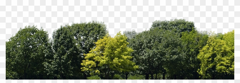 Trees - Group Of Trees Png, Transparent Png - 1160x350(#5153131) - PngFind