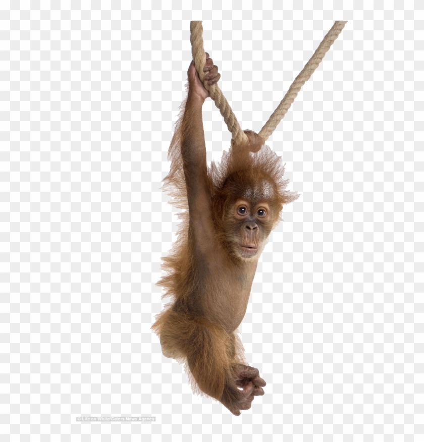 Baby Monkey White Background, HD Png Download - 900x800(#5155193) - PngFind