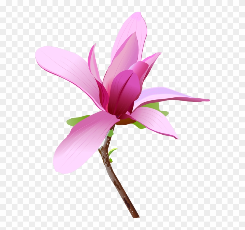 Magnolias Flower Magnolia Trees Vector Graphics Hd Png Download 600x709 5165940 Pngfind