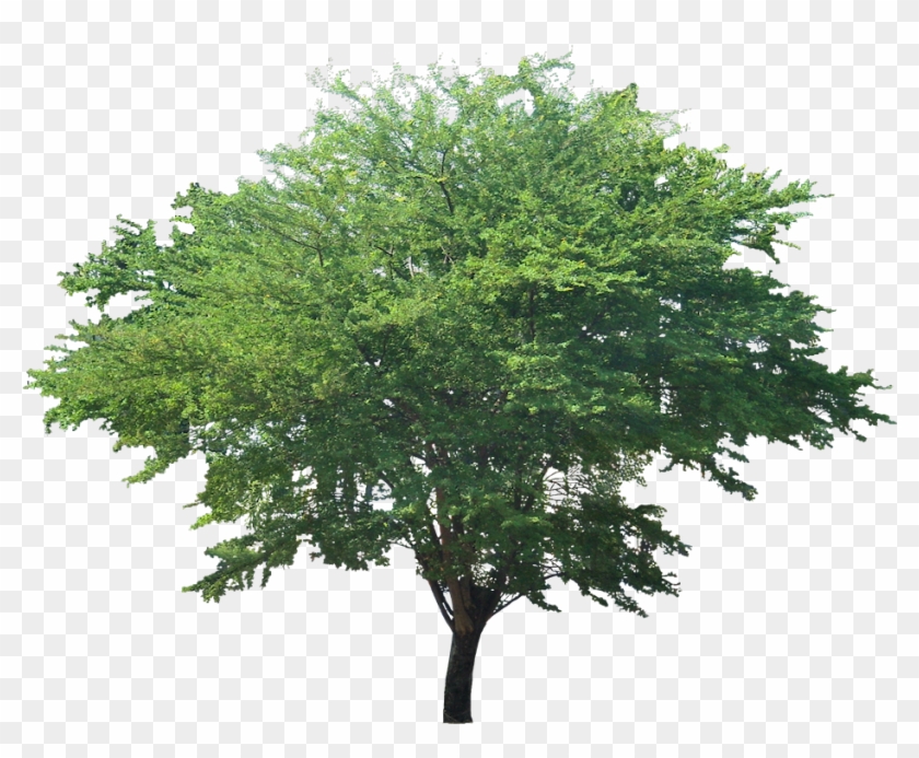 Pithecellobium Dulce - Pithecellobium Dulce Tree, HD Png Download ...