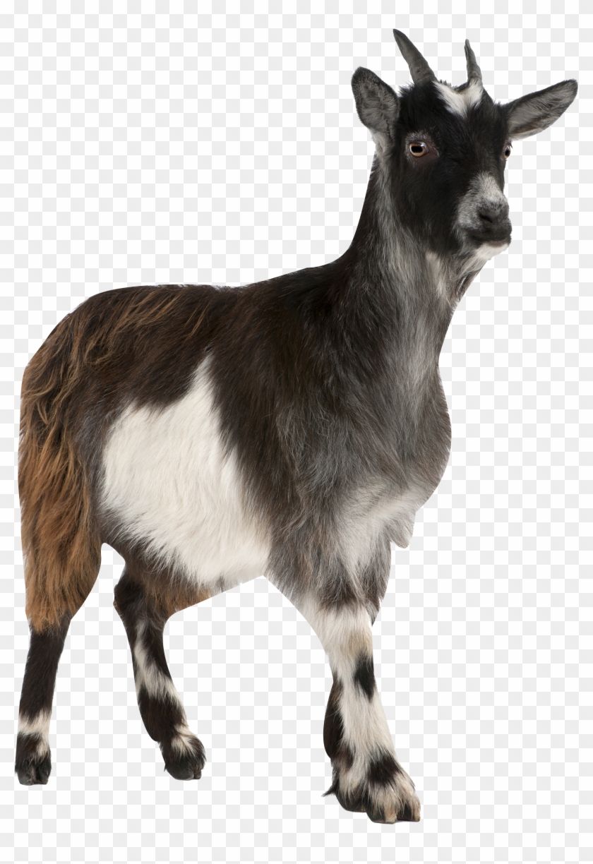 Pygmy Toggenburg Russian Stock Photography Mountain - Geit Afbeelding ...