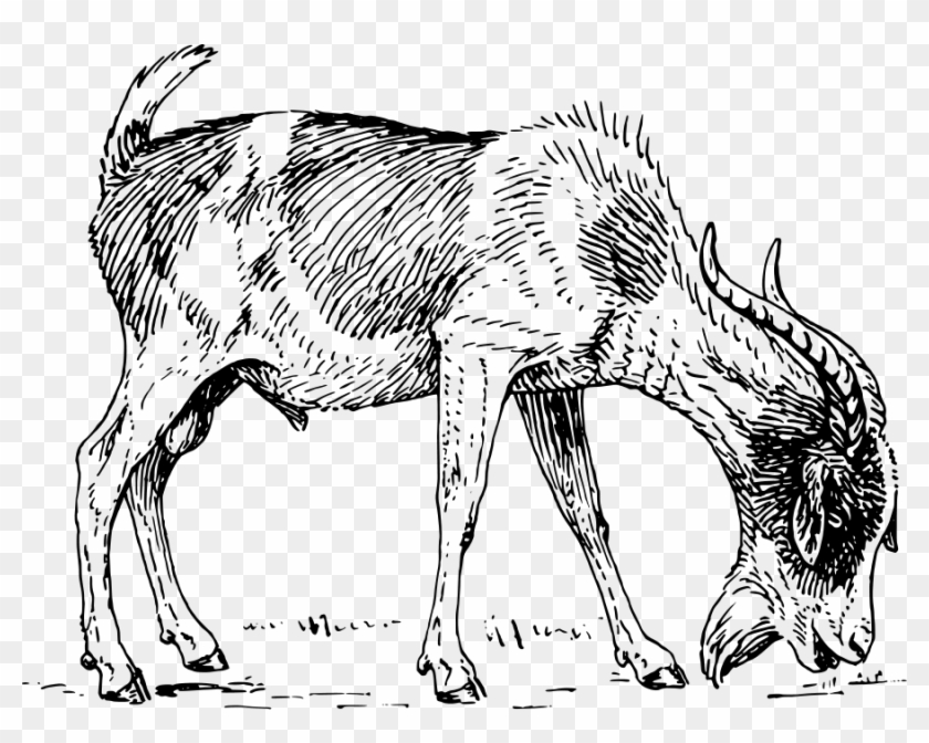 Goat Png, Transparent Png - 900x678(#521856) - PngFind