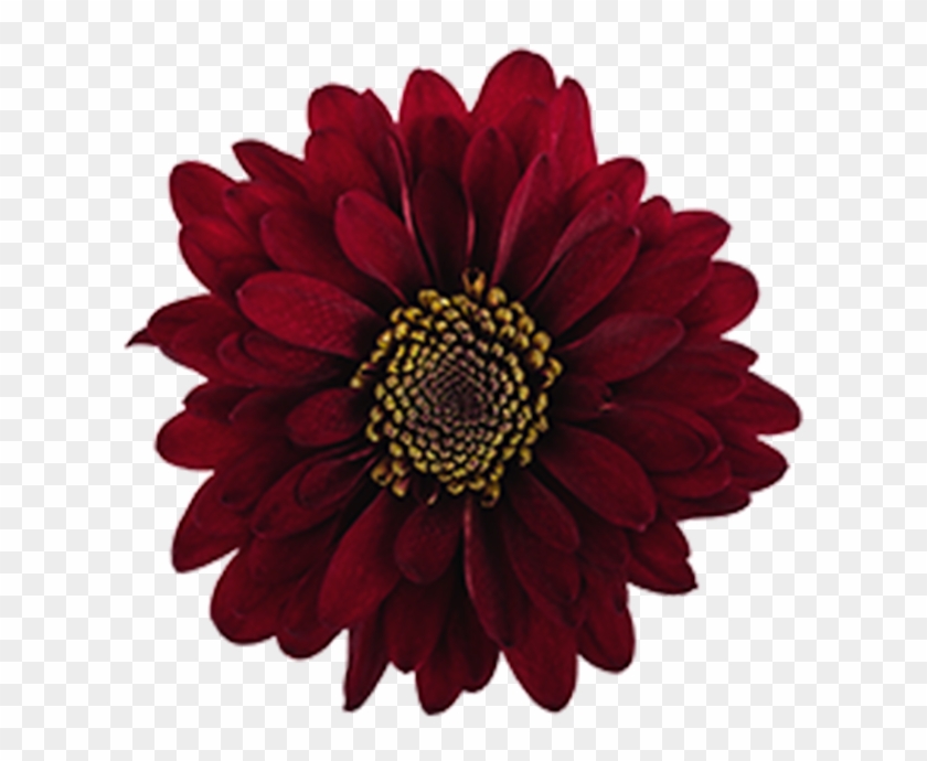 Download Transparent Burgundy Flowers Png | PNG & GIF BASE