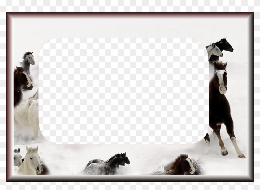 Horse Frame Crazywidow Info - Horse Frame Png, Transparent Png