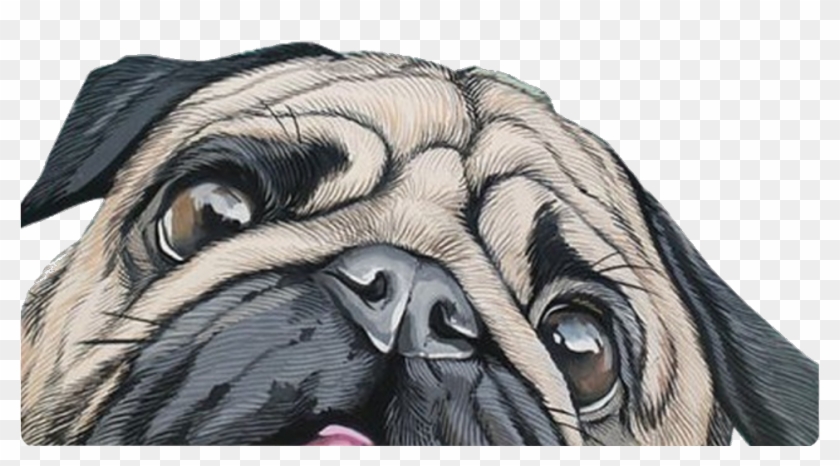 pugs #pug #dogs #dog #animals #animal - Pug Para Fondo De Pantalla, HD Png Download - 1024x648(#5202344) - PngFind pugs #pug #dogs #dog #animals #animal - Pug Para Fondo De Pantalla, HD Png Download - 1024x648(#5202344) - PngFind