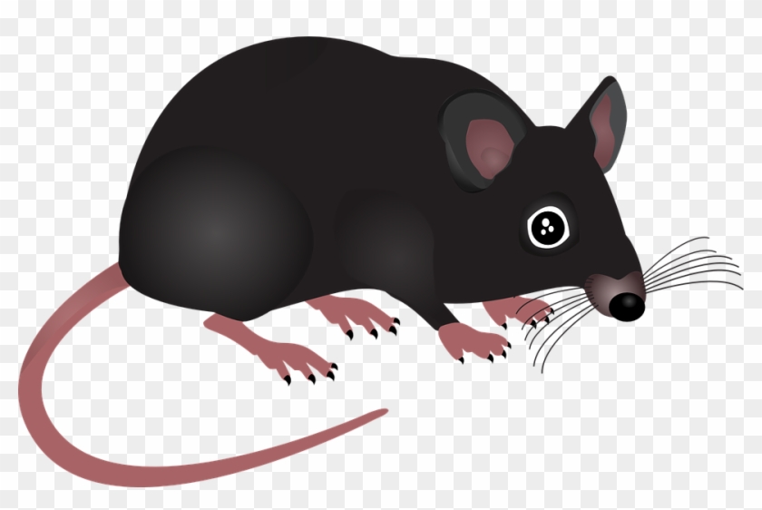 Mouse Home Animal Rodent Pest Small Hair Black - Rat Cartoon With  Transparent Background, HD Png Download - 960x597(#5217645) - PngFind