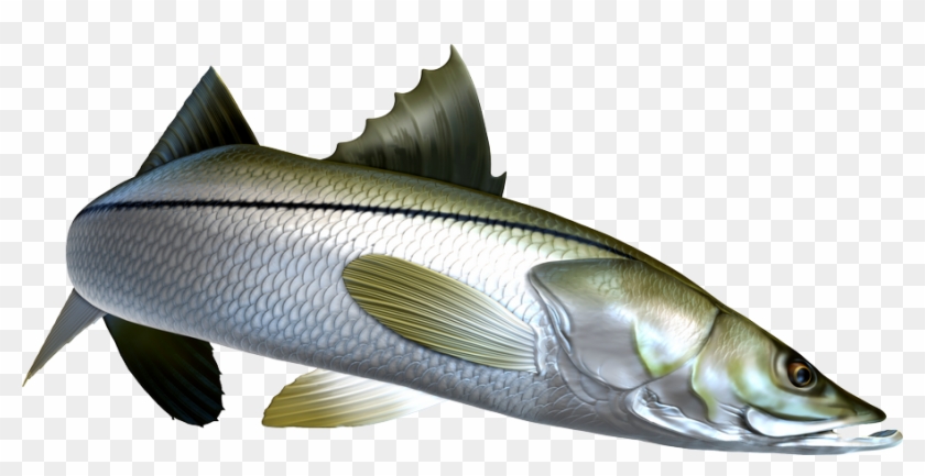 Download Digital Fish Art Sea Bass Hd Png Download 904x423 5228297 Pngfind