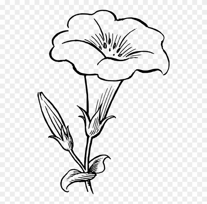 Drawing Black And White Flower Line Art Yellow Bell Flower Clipart