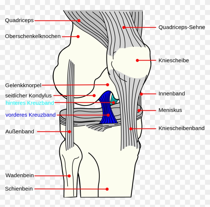 knee diagram de acl pcl ligament