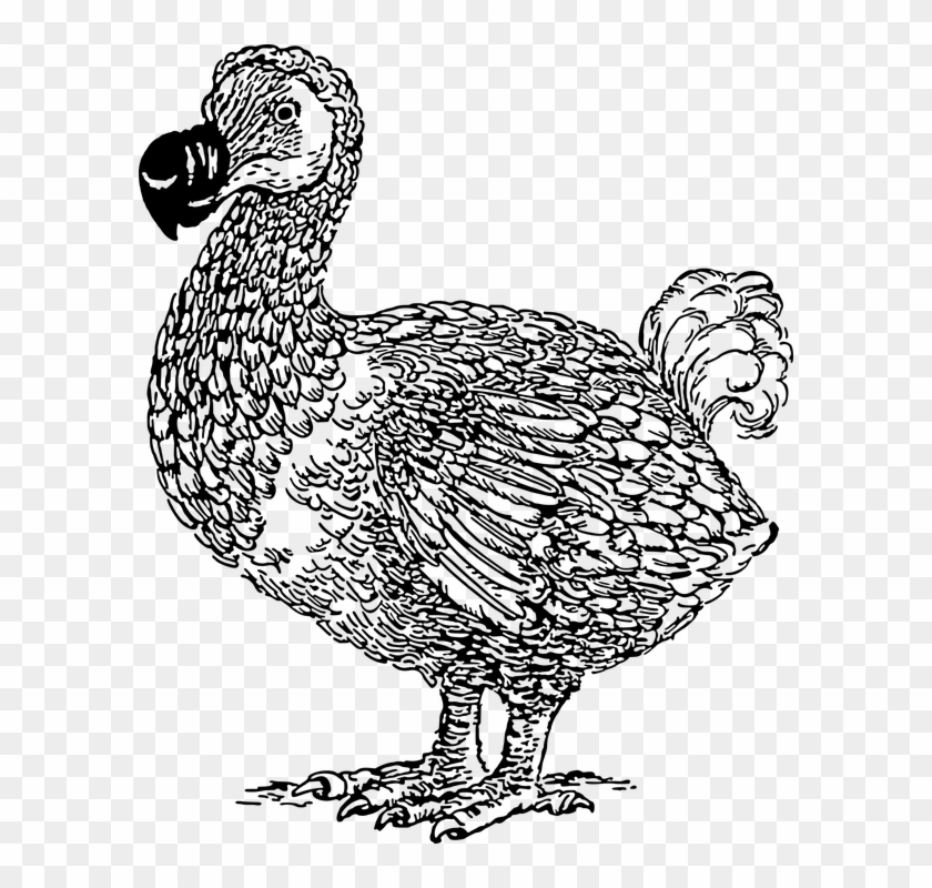 Animal Bird Dodo Extinct Flightless Mauritius - Do Do Bird Drawings, HD