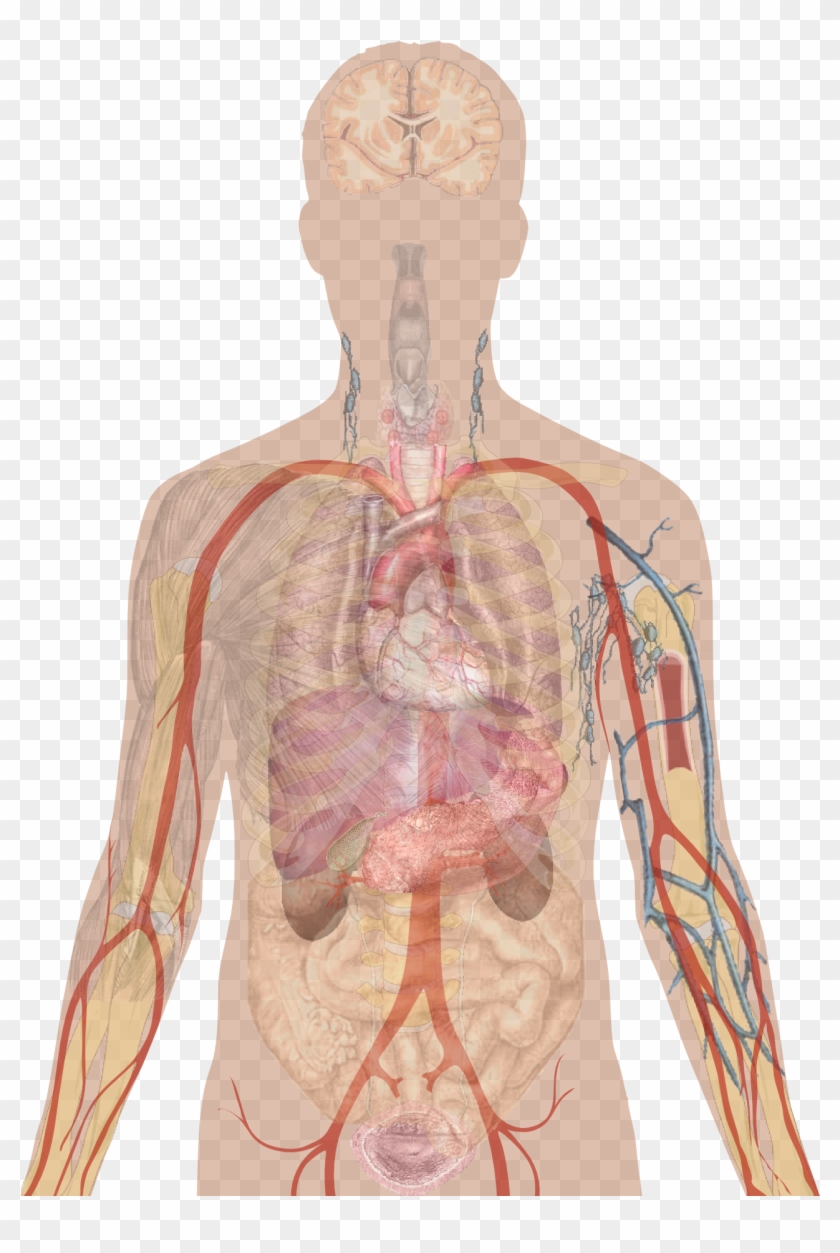 Man Shadow With Organs - Human Body Organs Unlabeled Diagram, HD Png