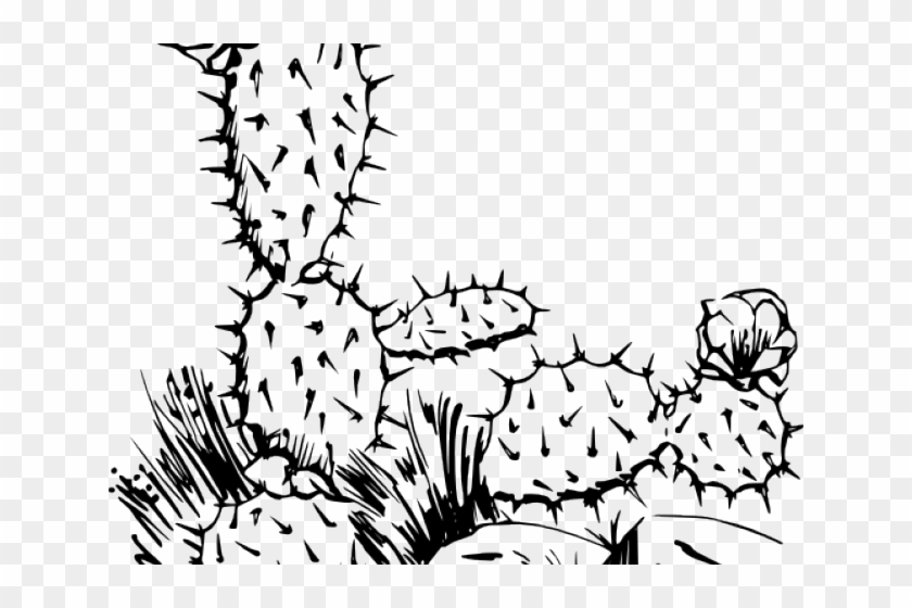 Featured image of post Cactus Line Drawing Png You can download cactus line posters and flyers templates cactus line backgrounds banners illustrations and graphics image in psd and vectors for free