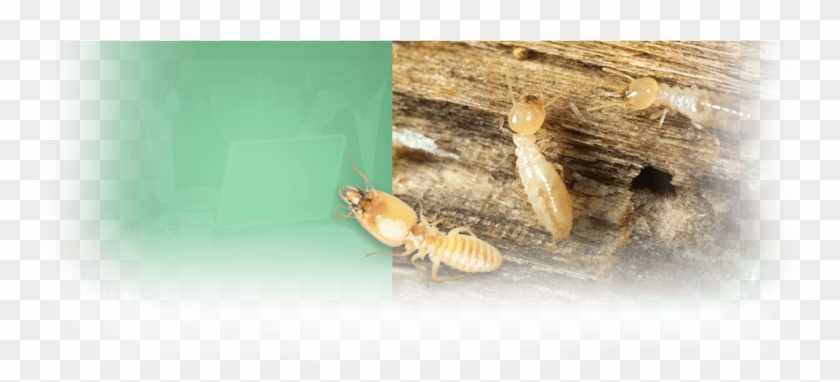 Termites In A Home In Honolulu Termite Hd Png Download 10x470 Pngfind