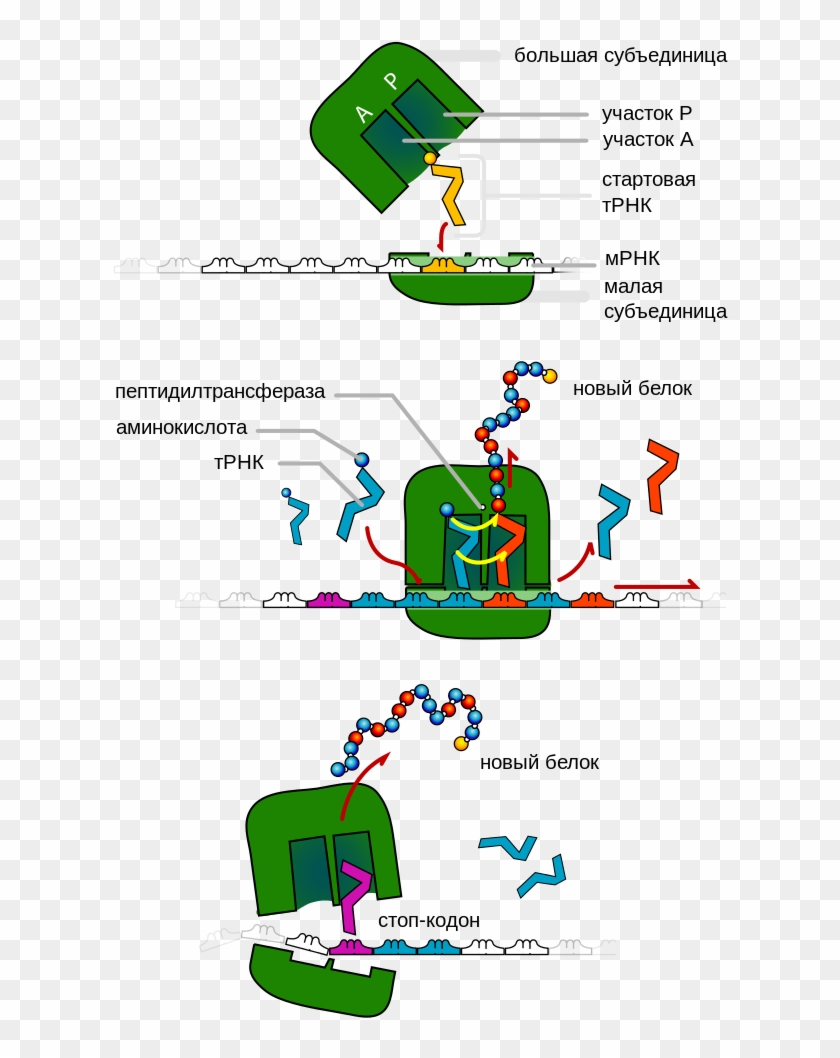 Biology Hd Images Download