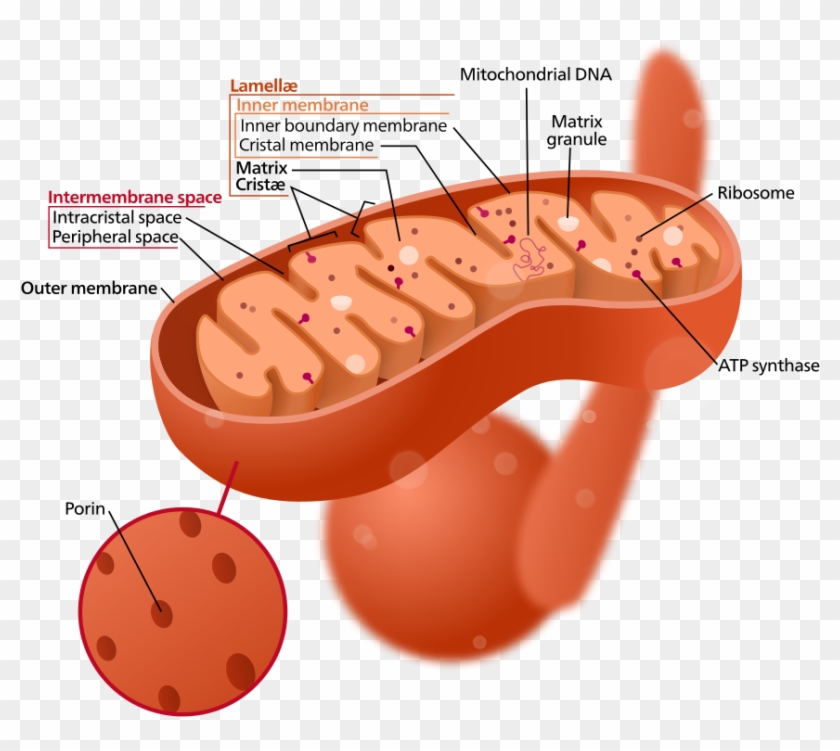 1 Structure Of A Typical Mitochondrion - Cytoplasm In The Mitochondria ...