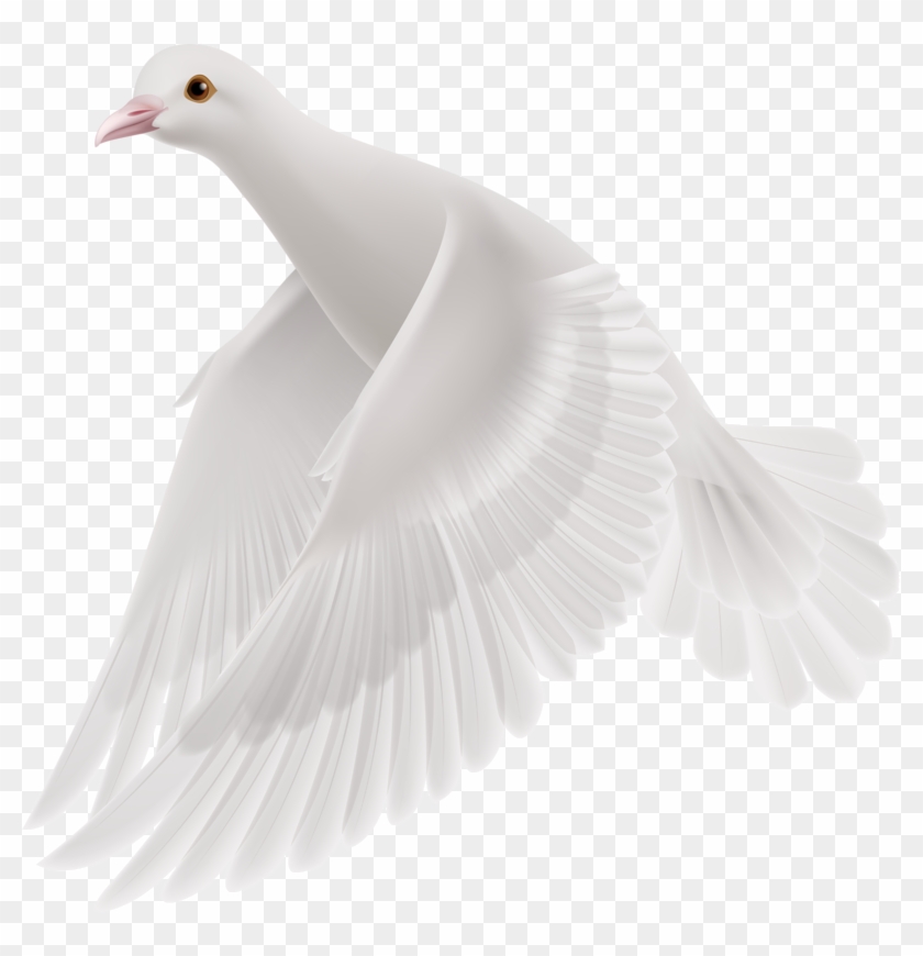 Featured image of post Pigeon Png Flying : The domestic pigeon (columba livia domestica) is a pigeon that was derived mesopotamian cuneiform tablets mention the domestication of pigeons more than 5,000 years ago.