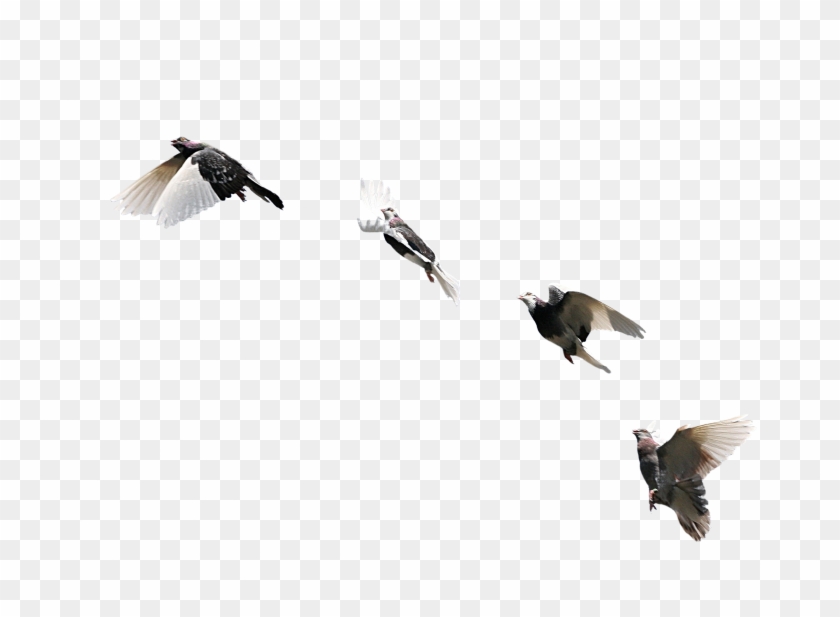 Disney Princess Images Flying Birds 11 Hd Wallpaper - Flying Canada Geese Transparent, HD Png Download - 2500x2500(#5403768) - PngFind Disney Princess Images Flying Birds 11 Hd Wallpaper - Flying Canada Geese Transparent, HD Png Download - 2500x2500(#5403768) - PngFind