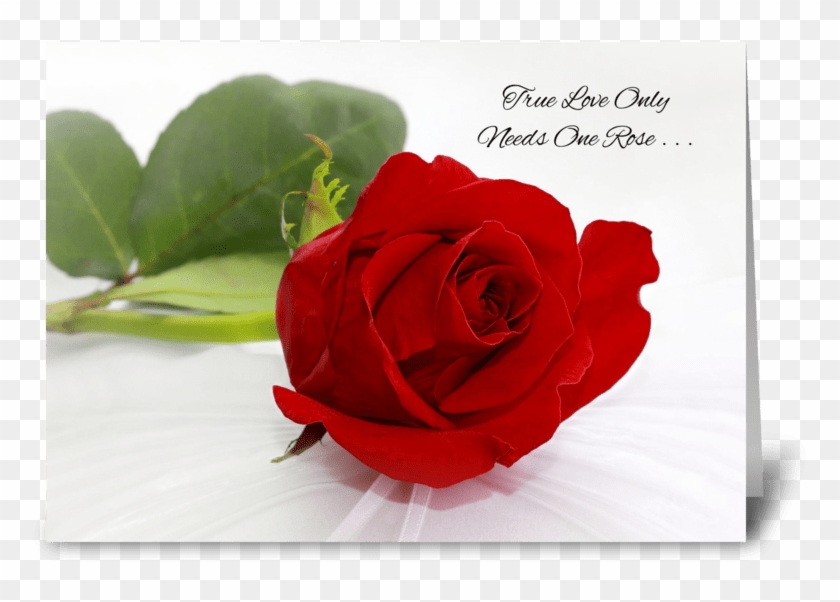 Red Rose Greeting Cards Romantic Red Rose I Love You Love Rose