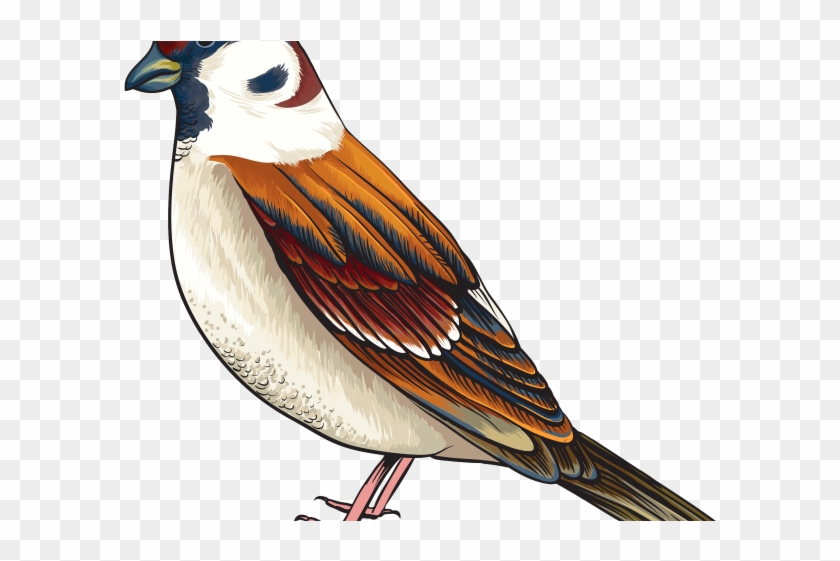 Cuckoo Clipart Realistic Bird Maya Bird Clipart Hd Png Download 640x480 Pngfind