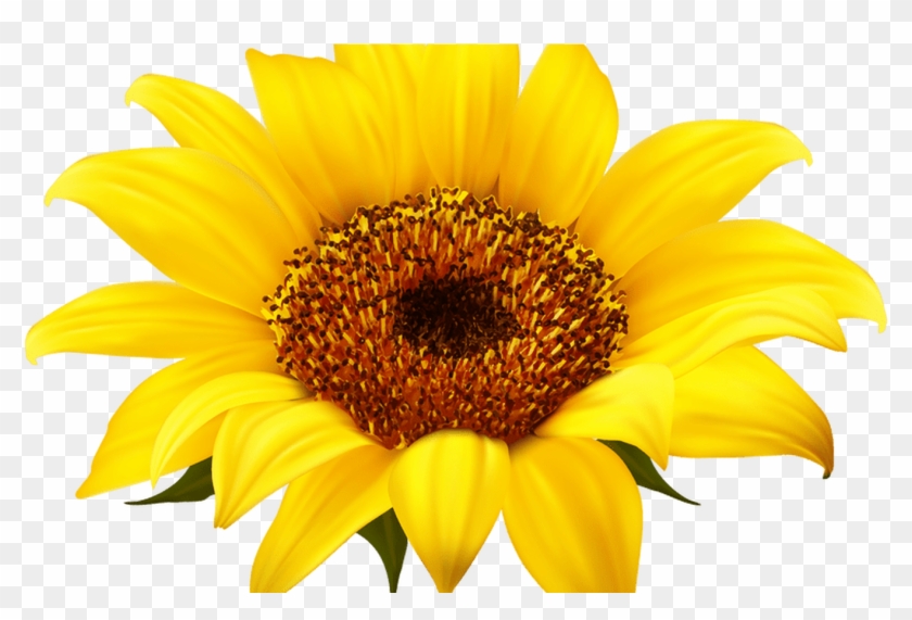 Free Free 107 Clipart Transparent Sunflower Border Png SVG PNG EPS DXF File