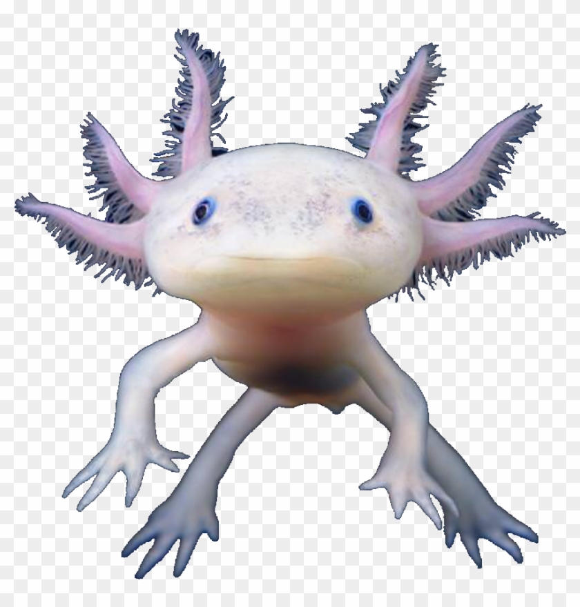 Axolotl Amphibian Nature Marinelife Mexico Haxlotl Axolotl Transparent Background Hd Png Download 1024x1024 Pngfind Axolotl Amphibian Nature Marinelife Mexico Haxlotl Axolotl Transparent Background Hd Png Download 1024x1024 Pngfind