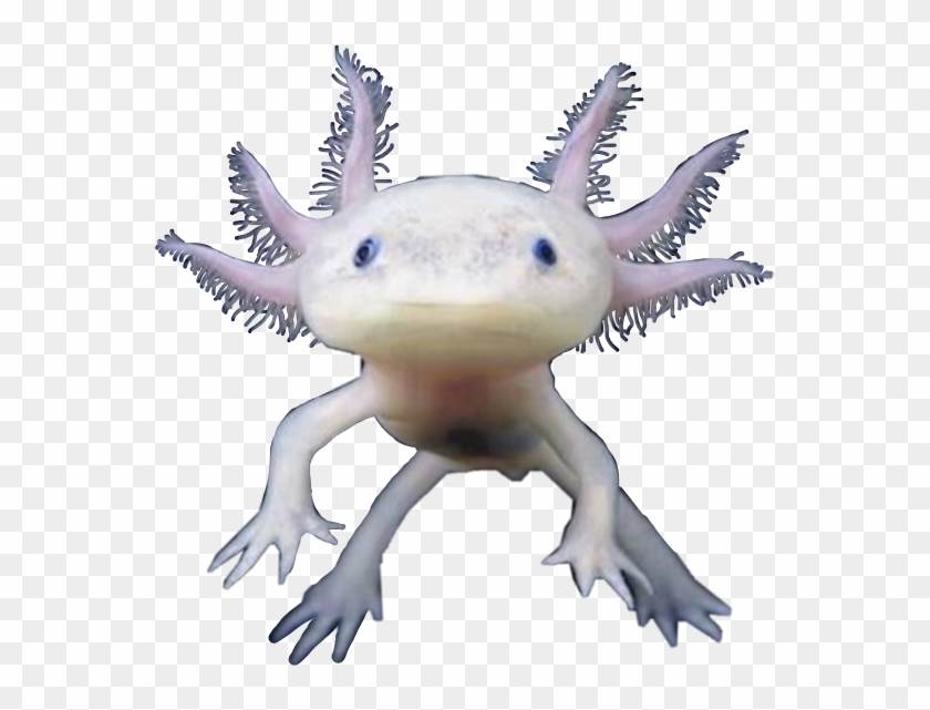 Axolotl Freetoedit Axolotl Transparent Background Hd Png Download 560x561 Pngfind Axolotl Freetoedit Axolotl Transparent Background Hd Png Download 560x561 Pngfind