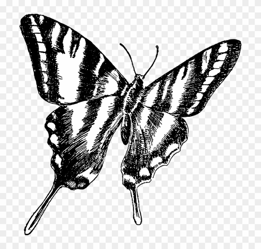 Butterfly Vintage Drawing Transparent Background Black