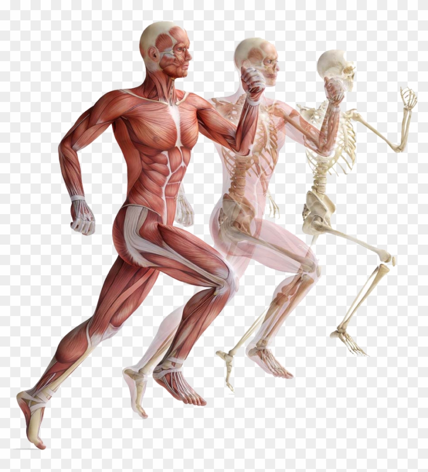 Human Skeleton Png Anatomy Course Transparent Png 920x971 5447414 Pngfind
