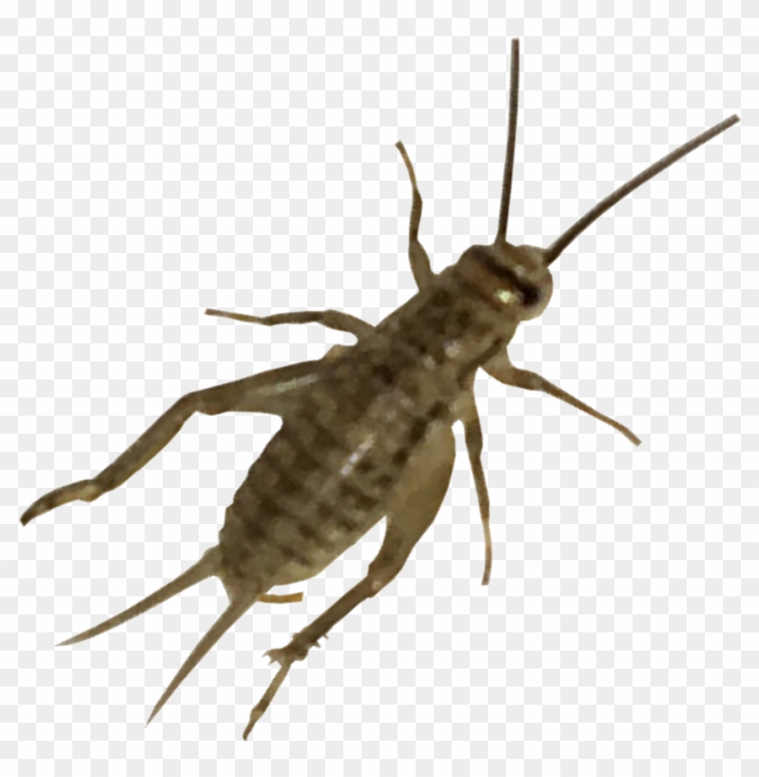 Live Crickets Mosquito Hd Png Download 1000x1000 5460560 Pngfind