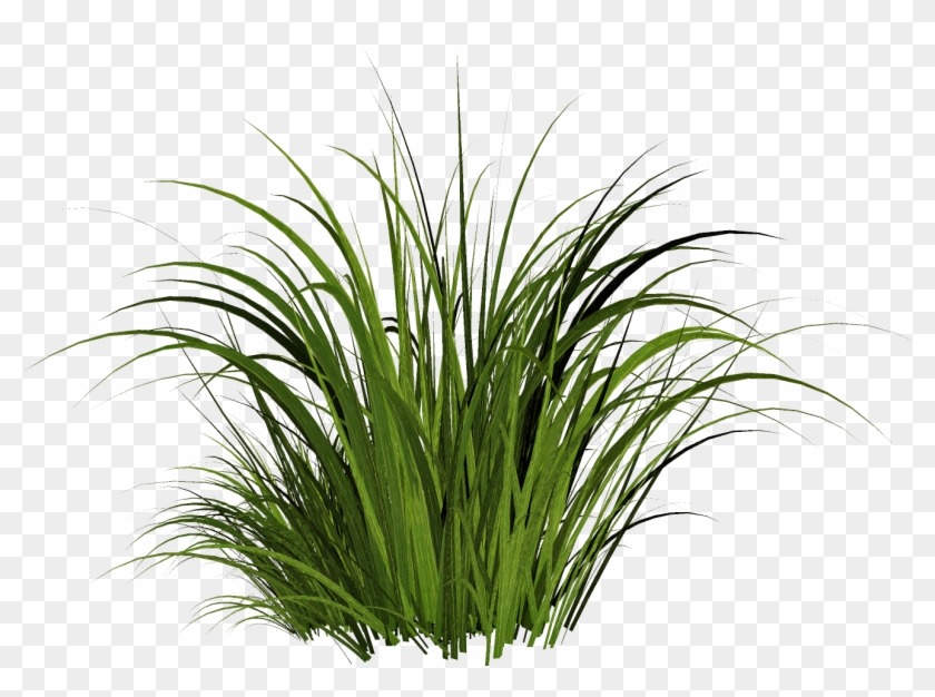 Solved The Material - Transparent Background Cartoon Grass Png, Png  Download - 1326x989(#5476095) - PngFind
