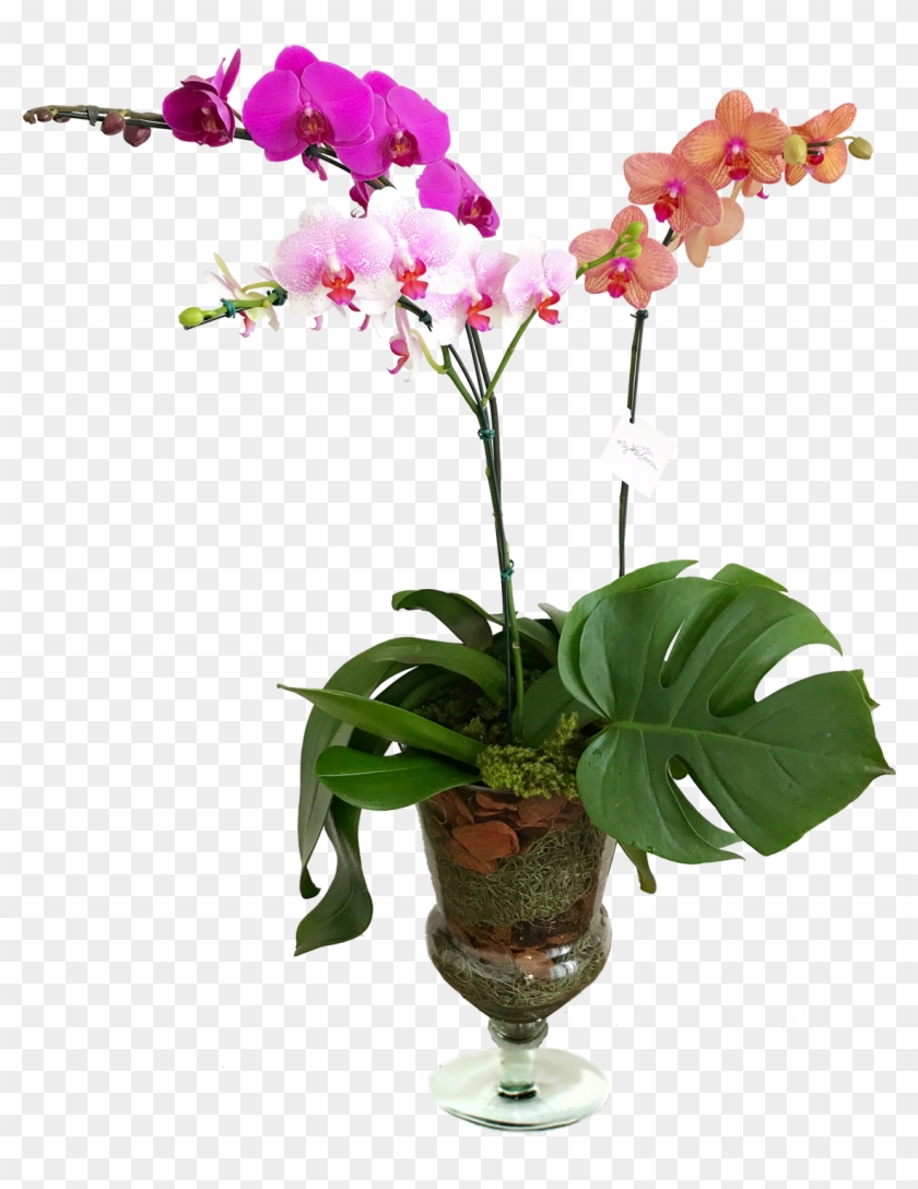 Fotos Orquideas - Orquídea Em Vaso De Vidro, HD Png Download -  1235x1500(#5479173) - PngFind