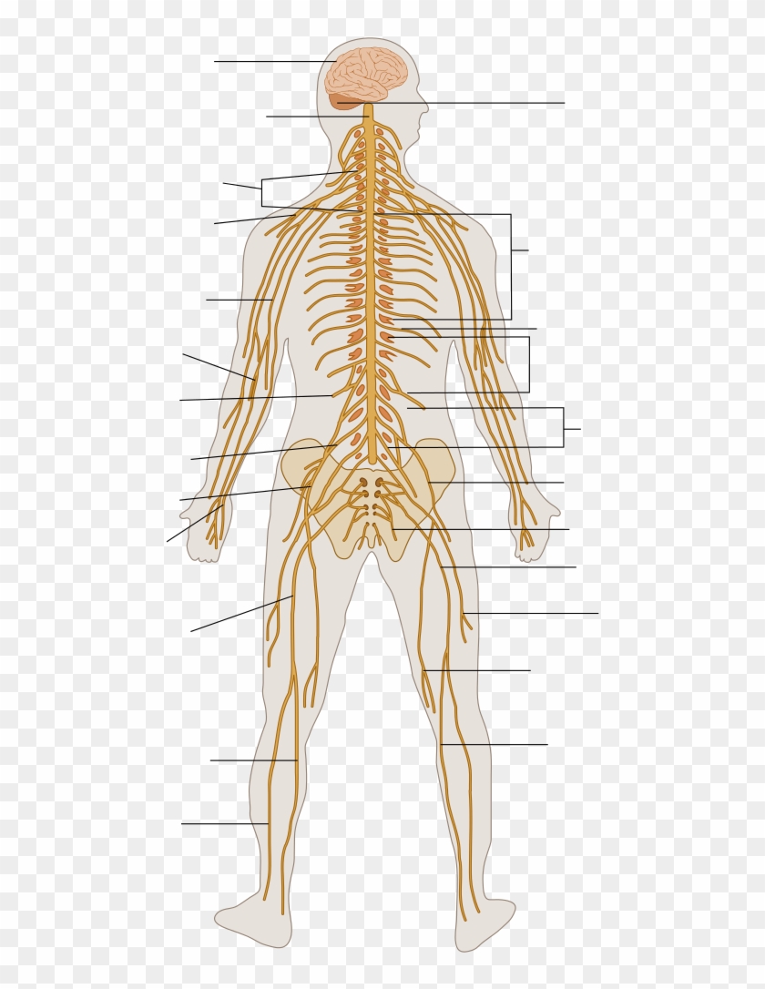 Te-nervous System Diagram Unlabeled - Nervous System ...