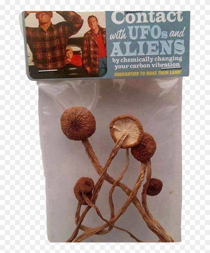 picture Trippy Mushroom Drawing Aesthetic mushrooms shrooms druggy aesthetic