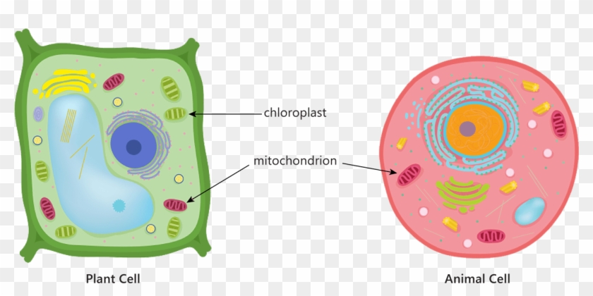 Animal Plant Cell Mitochondria Chloroplast Respiration - Plant And Animal  Cells Photosynthesis Respiration, HD Png Download - 1299x589(#5498699) -  PngFind