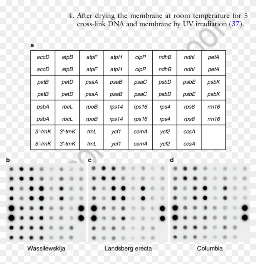 Transcription Chart