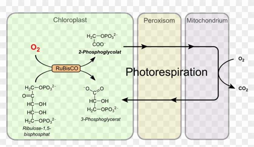 Process Of Photorespiration, HD Png Download - 1210x642(#5499626) - PngFind