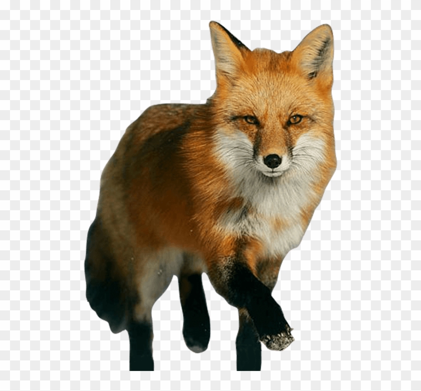 Free Png Download Fox Png Images Background Png Images Fox Png Transparent Png 850x821 556992 Pngfind