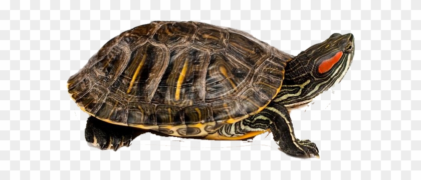 Turtle With White Background, HD Png Download - 800x533(#557416) - PngFind