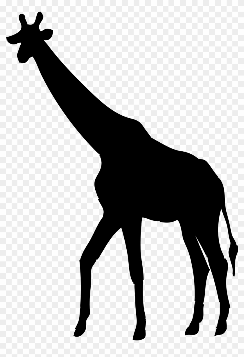 Giraffe,animal,the Of A Giraffe, - Transparent Giraffe Clipart Black And  White, HD Png Download - 904x1280(#5504666) - PngFind