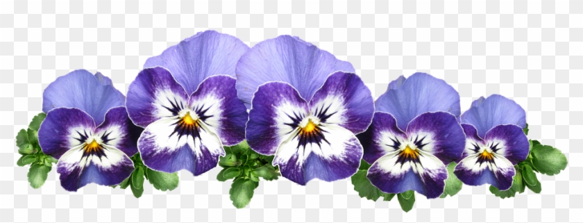 Pansies Violas Flowers Plant Garden Viola Flower Free Hd Png Download 960x330 5527786 Pngfind