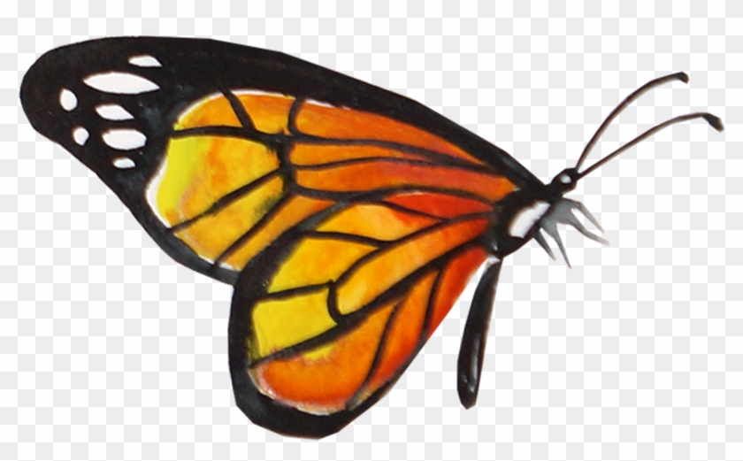 Download Monarch Butterfly Watercolor Monarch Butterfly Watercolor Background Hd Png Download 1611x923 5538548 Pngfind