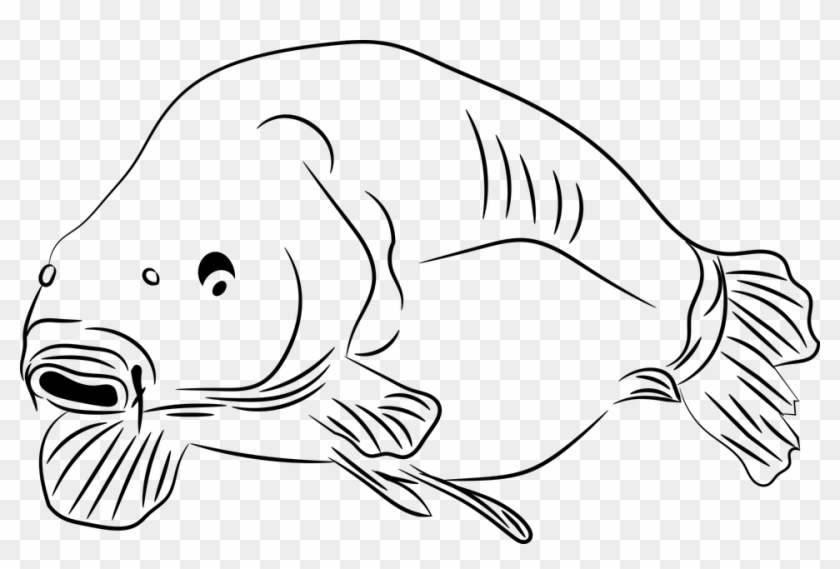Carp Fish Pond - Karp Kolorowanka, HD Png Download - 960x605(#5557721) - PngFind Carp Fish Pond - Karp Kolorowanka, HD Png Download - 960x605(#5557721) - PngFind