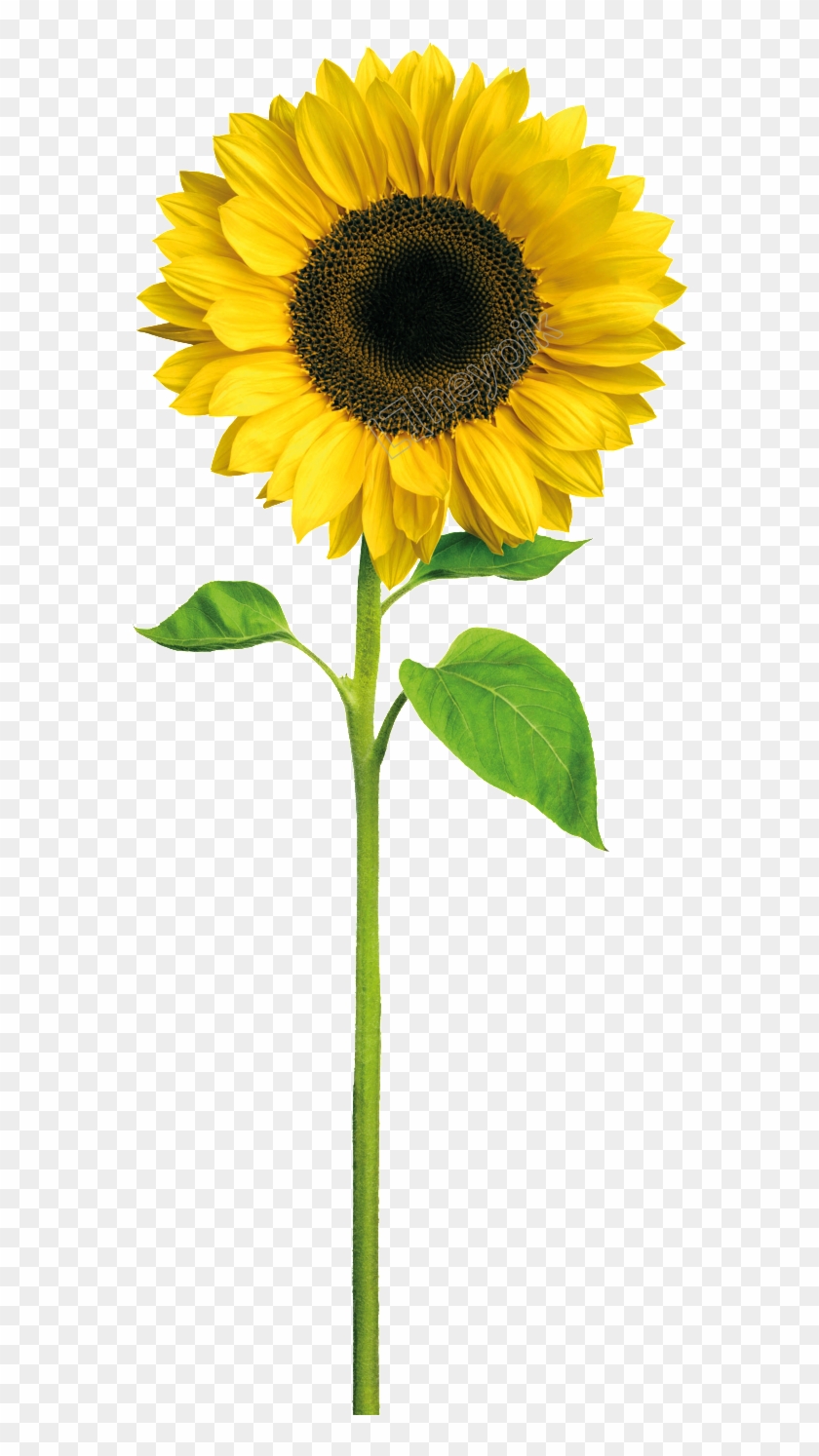 Download Sunflowers Vector Crown - Sunflower With Stem Png ...