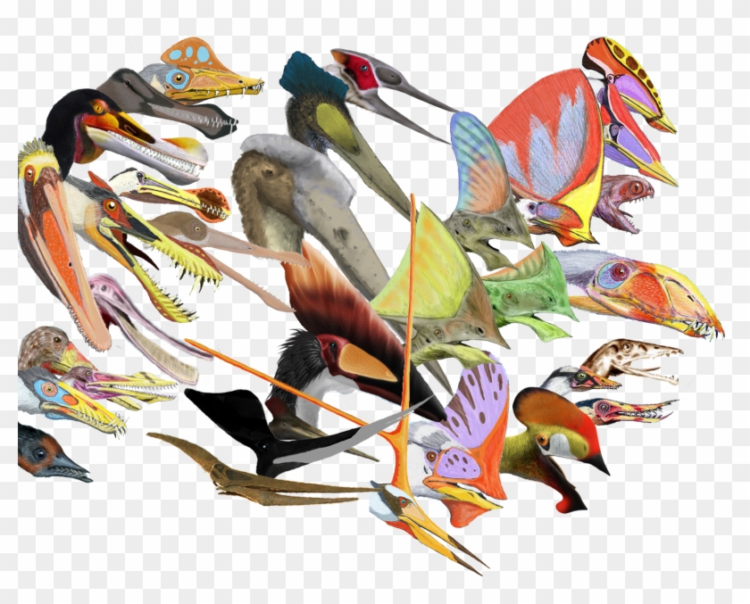 pterosaur head