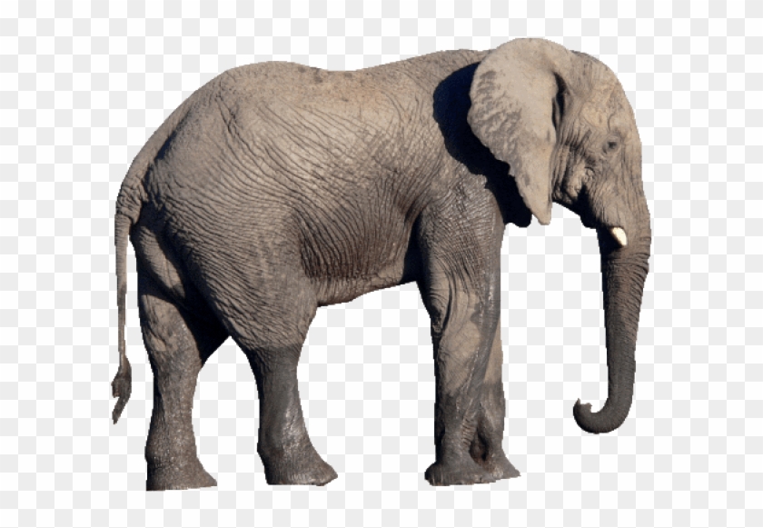 Free Png Download Elephant Png Images Background Png - Elephant Png, Transparent  Png - 850x638(#567339) - PngFind