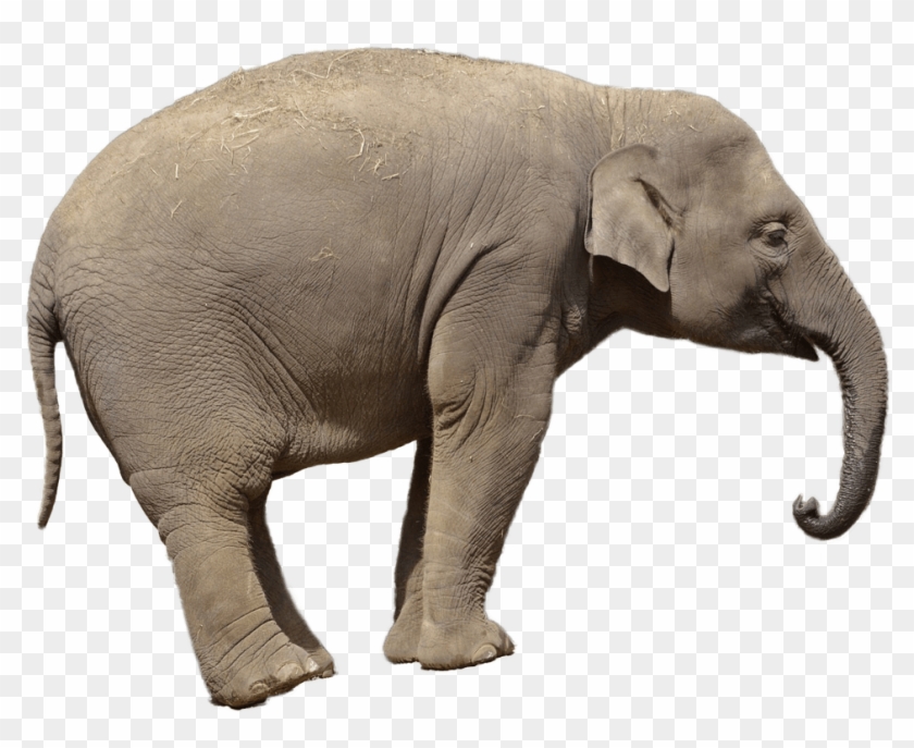 Animals - Gambar Gajah Background Putih, HD Png Download - 1280x850